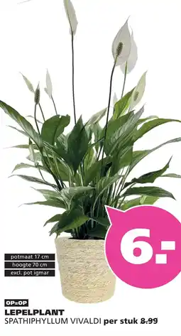 Ranzijn LEPELPLANT SPATHIPHYLLUM VIVALDI aanbieding