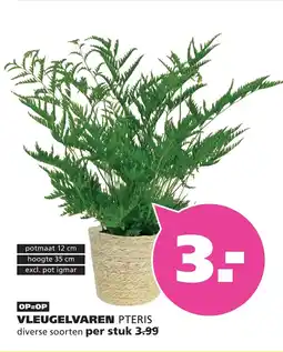 Ranzijn Vleugelvaren pteris aanbieding