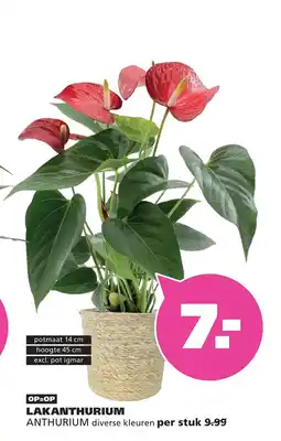 Ranzijn Lakanthurium anthurium aanbieding