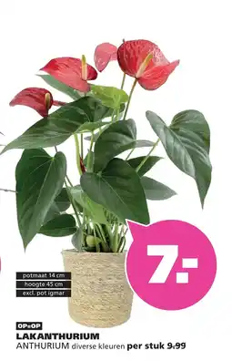 Ranzijn LAKANTHURIUM ANTHURIUM aanbieding