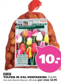 Ranzijn TULPEN IN XXL-VERPAKKING TULIPA aanbieding