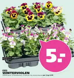 Ranzijn Winterviolen aanbieding