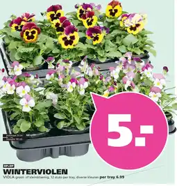 Ranzijn WINTERVIOLEN aanbieding