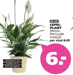 Ranzijn LEPEL- PLANT SPATHI-PHYLLUM VIVALDI aanbieding