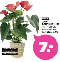Ranzijn LAK-ANTHURIUM ANTHURIUM aanbieding