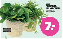 Ranzijn TREND- PLANTEN aanbieding