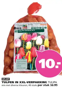 Ranzijn TULPEN IN XXL-VERPAKKING TULIPA aanbieding
