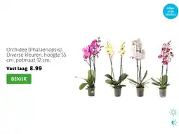 Intratuin Orchidee (Phalaenopsis). Diverse kleuren, hoogte 55 cm, potmaat 12 cm. aanbieding