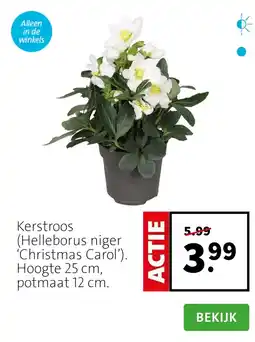 Intratuin Kerstroos (Helleborus niger ‘Christmas Carol’). Hoogte 25 cm, potmaat 12 cm. aanbieding