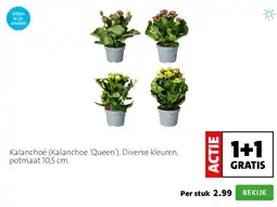 Intratuin Kalanchoë (Kalanchoe ‘Queen’). Diverse kleuren, potmaat 10,5 cm. aanbieding