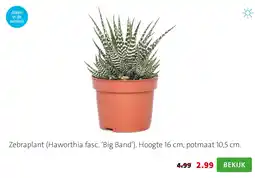 Intratuin Zebraplant (Haworthia fasc. ‘Big Band’). Hoogte 16 cm, potmaat 10,5 cm. aanbieding