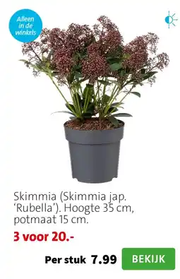 Intratuin Skimmia (Skimmia jap. ‘Rubella’). Hoogte 35 cm, potmaat 15 cm. aanbieding