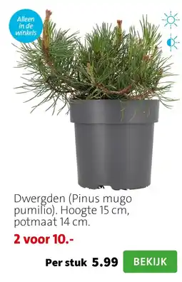 Intratuin Dwergden (Pinus mugo pumilio). Hoogte 15 cm, potmaat 14 cm. aanbieding