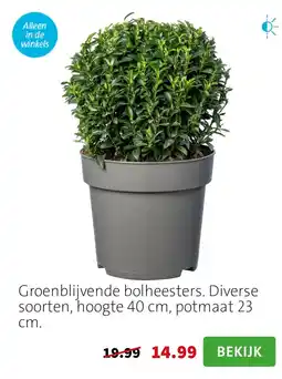 Intratuin Groenblijvende bolheesters. Diverse soorten, hoogte 40 cm, potmaat 23 cm. aanbieding