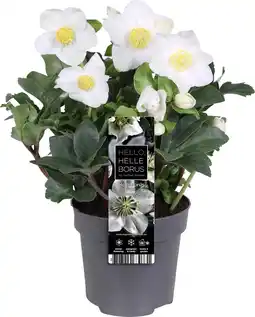 Intratuin Kerstroos (Helleborus niger 'Christmas Carol') D 12 H 25 cm aanbieding