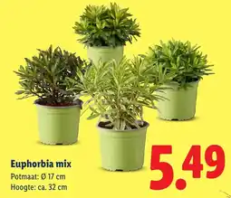 Lidl Euphorbia mix aanbieding