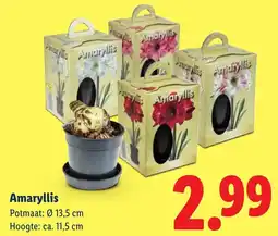 Lidl Amaryllis aanbieding
