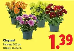 Lidl Chrysant aanbieding