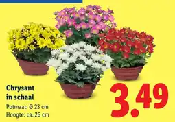 Lidl Chrysant in schaal aanbieding