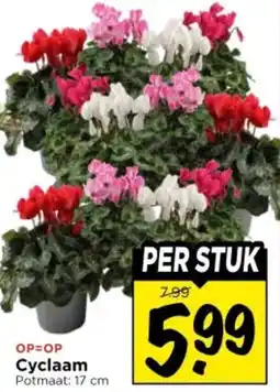 Vomar Voordeelmarkt Cyclaam aanbieding
