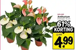 Vomar Voordeelmarkt Anthurium aanbieding