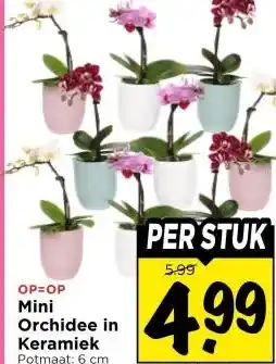 Vomar Voordeelmarkt Mini Orchidee in Keramiek aanbieding