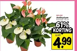 Vomar Voordeelmarkt Anthurium aanbieding