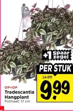 Vomar Voordeelmarkt Tradescantia Hangplant aanbieding