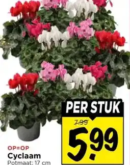 Vomar Voordeelmarkt Cyclaam aanbieding