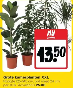 Jumbo Grote kamerplanten XXL aanbieding