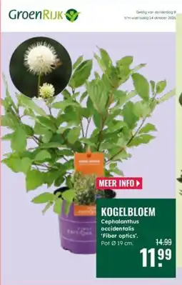 GroenRijk GroenRijk Kogelbloem aanbieding