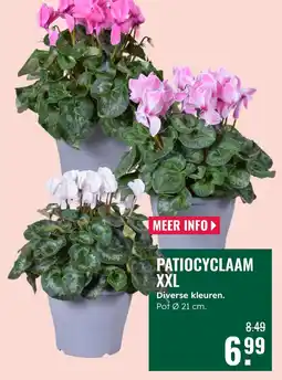 GroenRijk Patiocyclaam XXL aanbieding