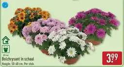 ALDI Bolchrysant in schaal aanbieding
