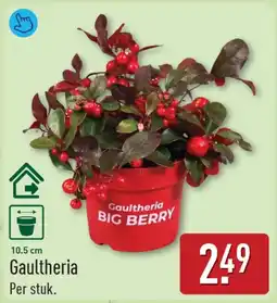 ALDI Gaultheria Big Berry aanbieding