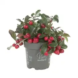 Albert Heijn AH Gaultheria p10 aanbieding