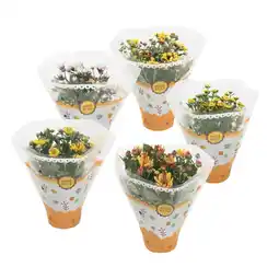 Albert Heijn AH Chrysant herfstmix aanbieding