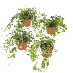 Albert Heijn AH Hedera p13 aanbieding