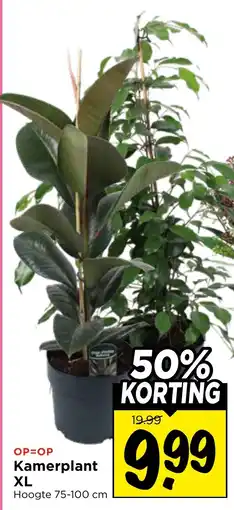 Vomar Voordeelmarkt Kamerplant aanbieding