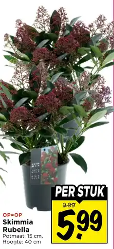 Vomar Voordeelmarkt Skimmia Rubella aanbieding