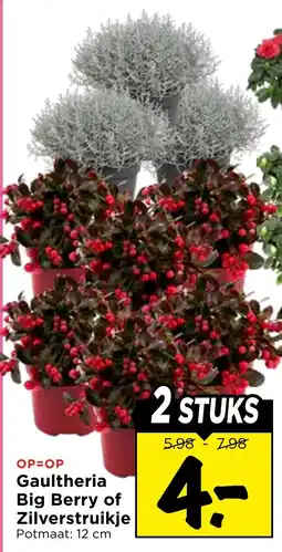 Vomar Voordeelmarkt Gaultheria Big Berry of Zilverstruikje aanbieding