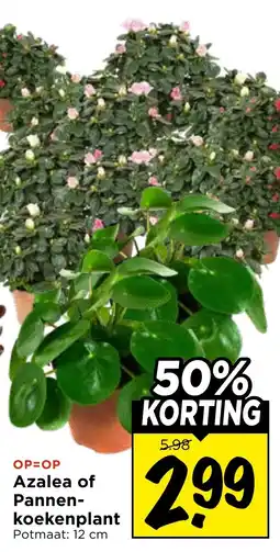 Vomar Voordeelmarkt Azalea of Pannenkoekenplant aanbieding