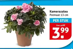 Hoogvliet Kamerazalea aanbieding