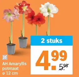 Albert Heijn AH Amaryllis aanbieding
