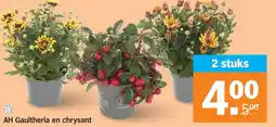 Albert Heijn AH Gaultheria en chrysant aanbieding