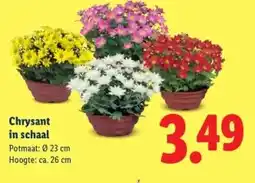 Lidl Chrysant in schaal aanbieding