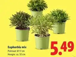 Lidl Euphorbia mix aanbieding