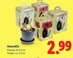 Lidl Amaryllis aanbieding