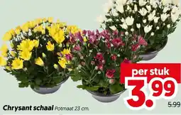 Dekamarkt Chrysant schaal aanbieding