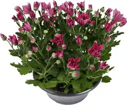 Dekamarkt Bloemen Chrysant schaal p23 aanbieding