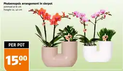 Poiesz Phalaenopsis arrangement in sierpot aanbieding